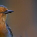Sa, 24.5.25 | Sing- (& andere) -vögel (Jörg Dieterich, NBG Stockach)